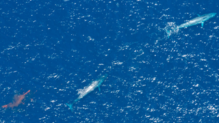This is what blue whale poop looks like from an airplane. Tremble.